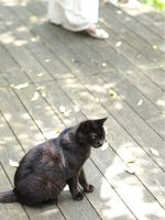 ねこ.jpg