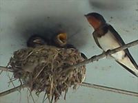 IMG_20130623_064406_R.jpg