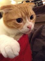 S__1277958small.jpg