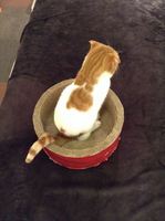 S__1277959small.jpg